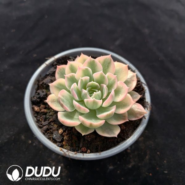 Adenium obesum Variegated - Image 2