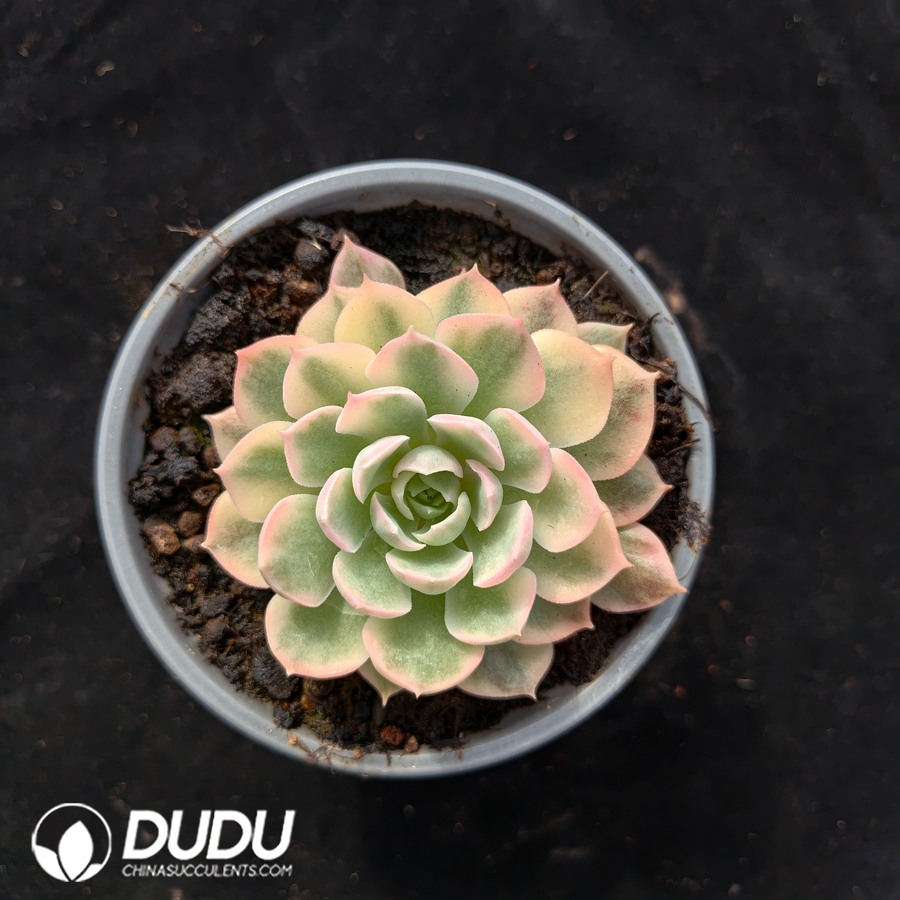 10628D90.jpg Adenium obesum Variegated - Image 1