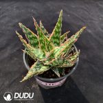Aloe vera - Image 2