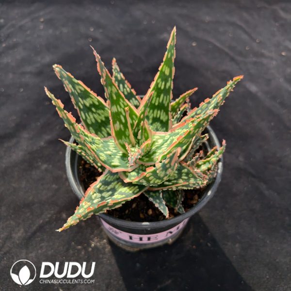 Aloe vera - Image 2