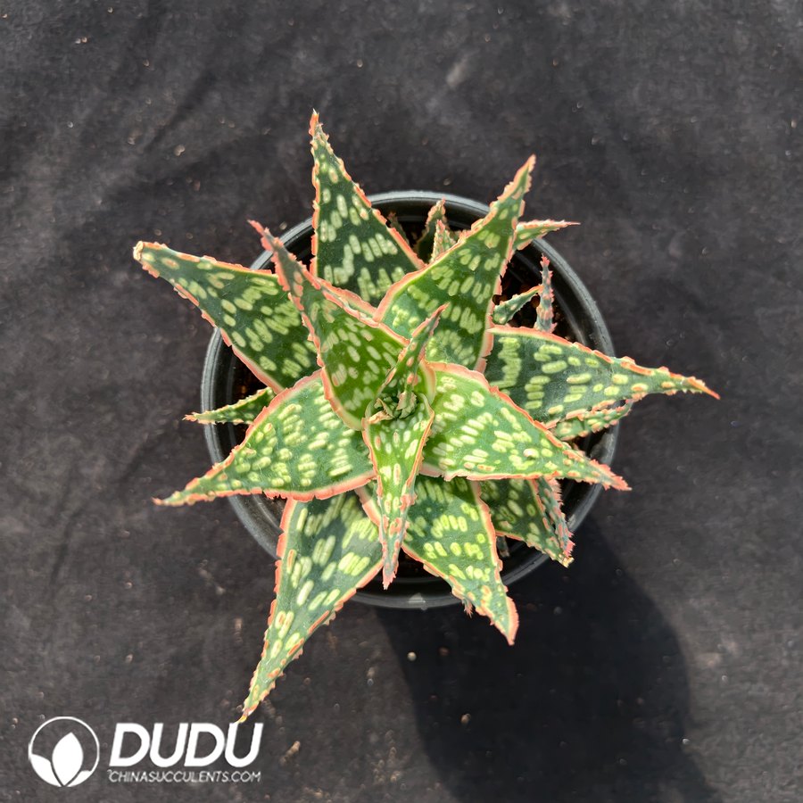10629D120.jpg Aloe vera - Image 1