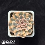 Echeveria 'Swan Lake' Variegated