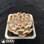 Echeveria 'Swan Lake' Variegated - Image 2