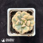 Echeveria Exotic Variegated