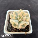 Echeveria Exotic Variegated - Image 2