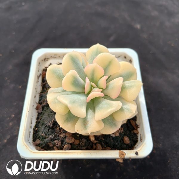 Echeveria Exotic Variegated - Image 2