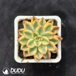 Echeveria 'Purple Dream' Variegated