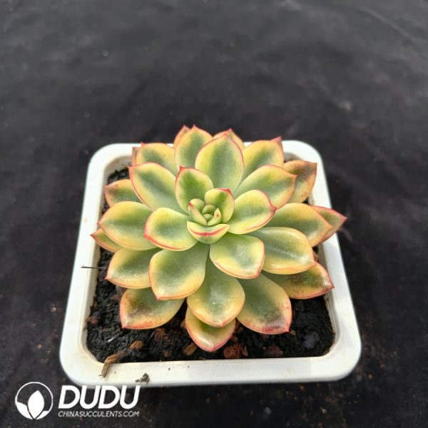 Echeveria 'Purple Dream' Variegated - Image 2