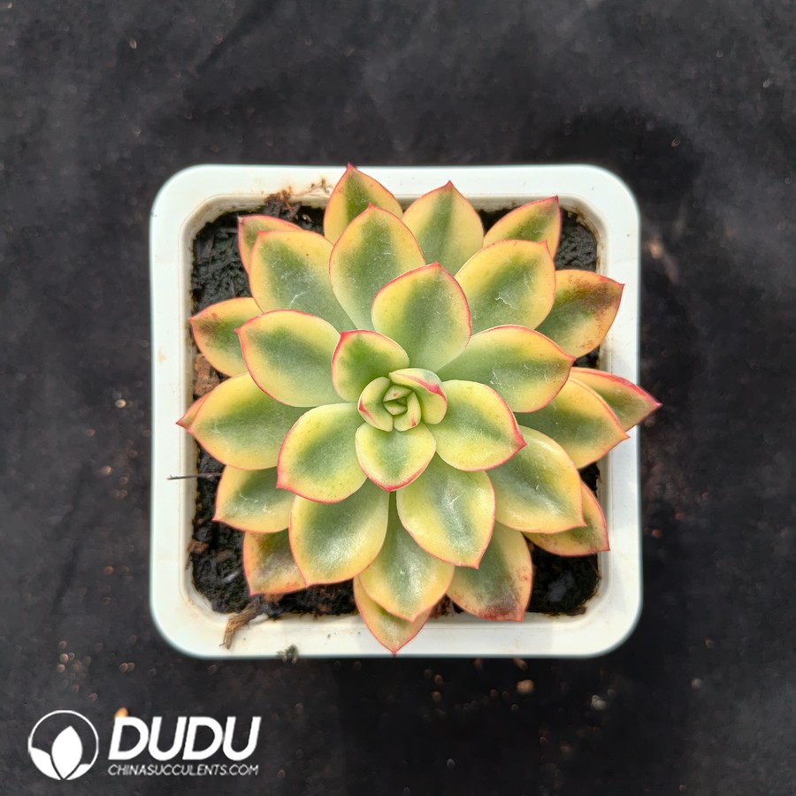 10632D90.jpg Echeveria 'Purple Dream' Variegated - Image 1