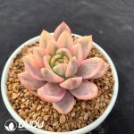 Echeveria 'Red Wine Champagne' Variegated - Image 2