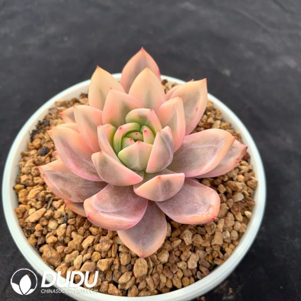 Echeveria 'Red Wine Champagne' Variegated - Image 2