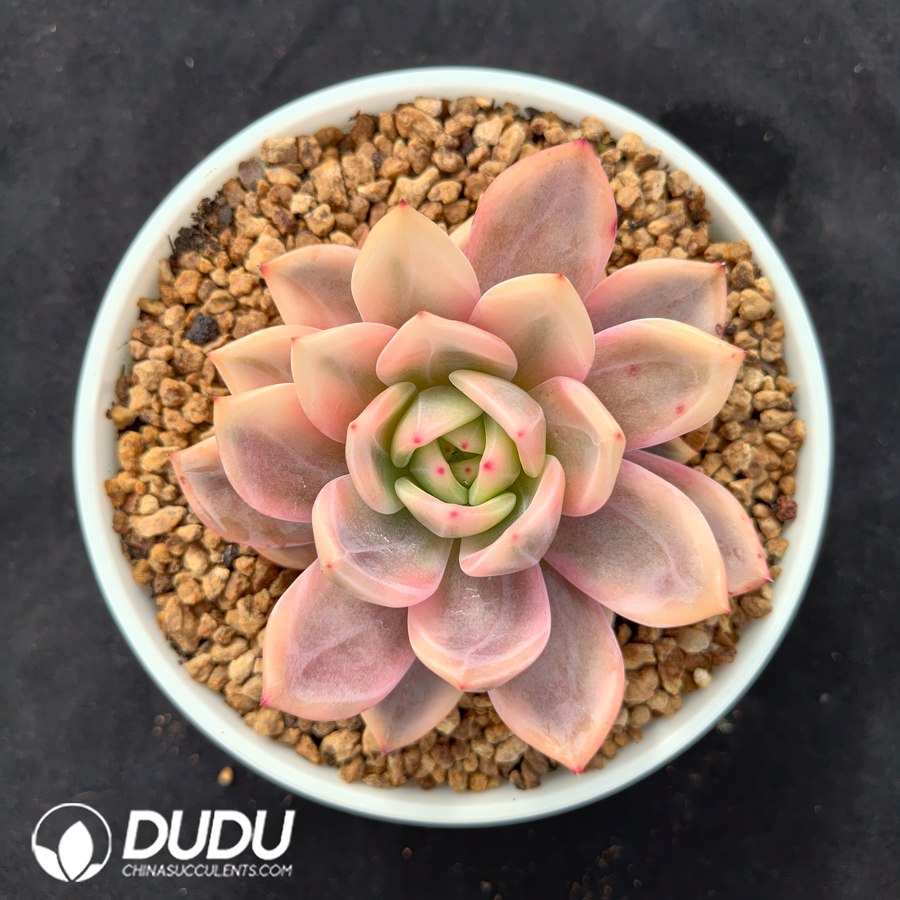 10633D150.jpg Echeveria 'Red Wine Champagne' Variegated - Image 1