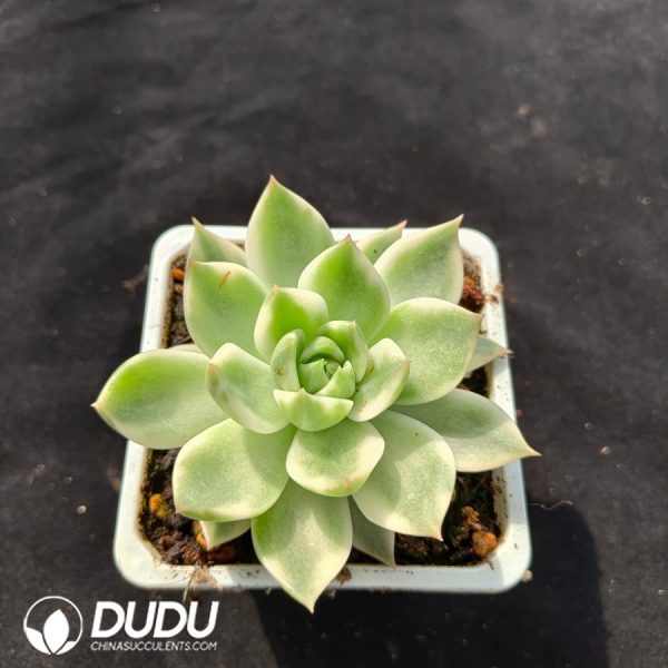 Echeveria 'Psyche' Variegated - Image 2