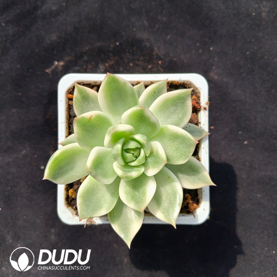 10634D100.jpg Echeveria 'Psyche' Variegated - Image 1