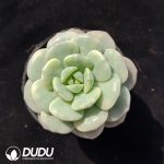 Echeveria 'Pudgy' Variegated