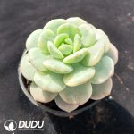 Echeveria 'Pudgy' Variegated - Image 2