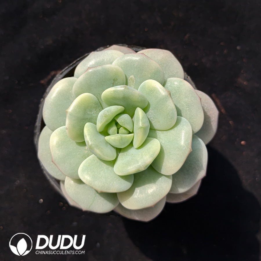 10635D90.jpg Echeveria 'Pudgy' Variegated - Image 1