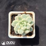 Echeveria 'White Horse' Variegated
