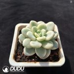 Echeveria 'White Horse' Variegated - Image 2
