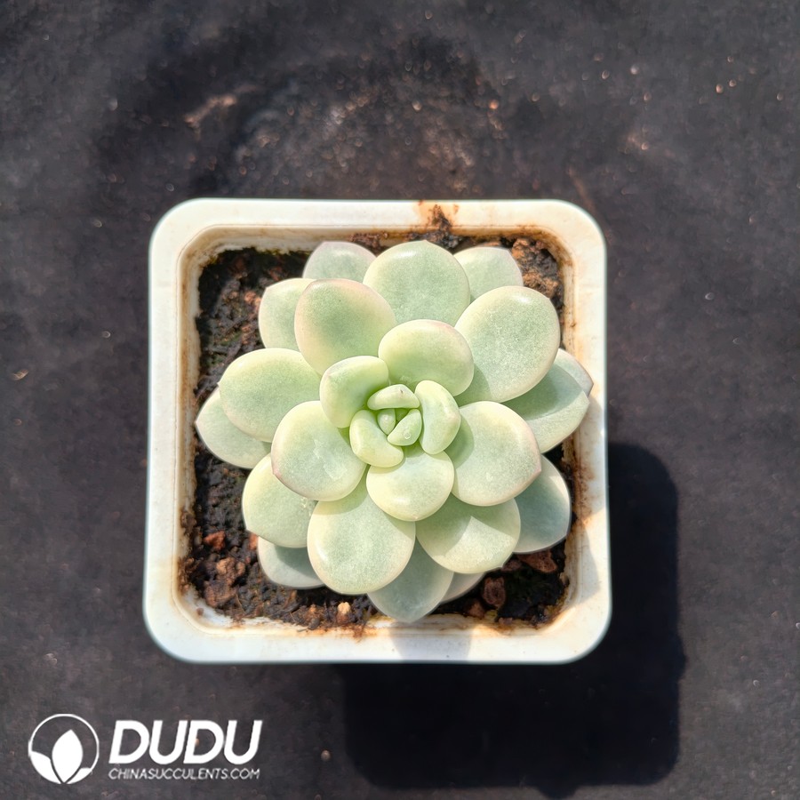 10636D100.jpg Echeveria 'White Horse' Variegated - Image 1