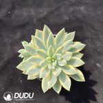 Echeveria 'Helios' Variegated