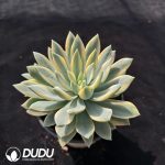 Echeveria 'Helios' Variegated - Image 2