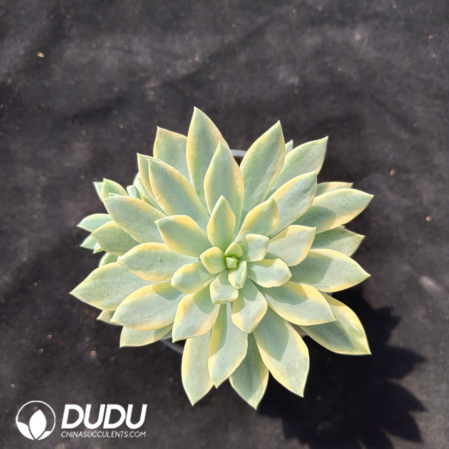 10638D90.jpg Echeveria 'Helios' Variegated - Image 1