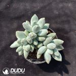 Pachyphytum cv. 'Anwen Meiren'
