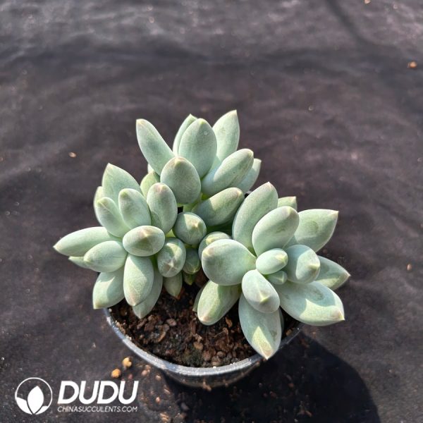 Pachyphytum cv. 'Anwen Meiren' - Image 2