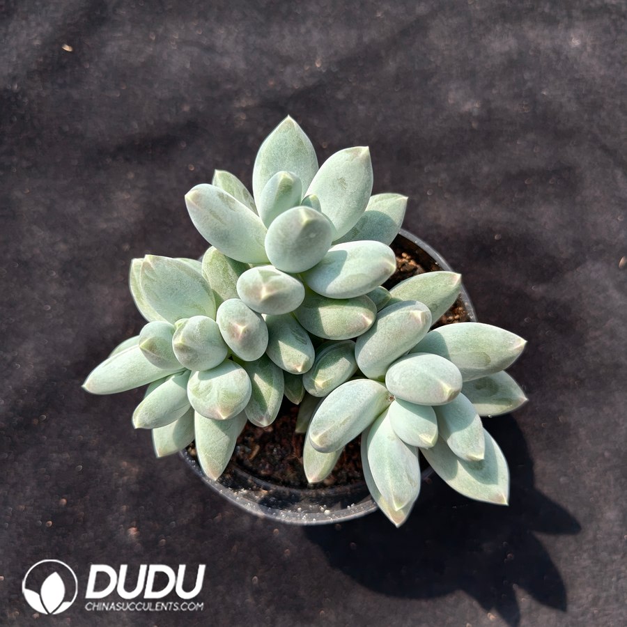 10639D90.jpg Pachyphytum cv. 'Anwen Meiren' - Image 1