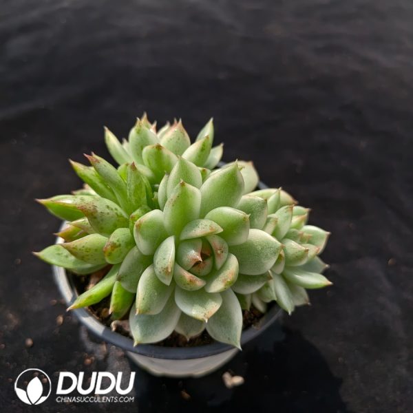 Echeveria Black Crystal Variegated Clustering - Image 2