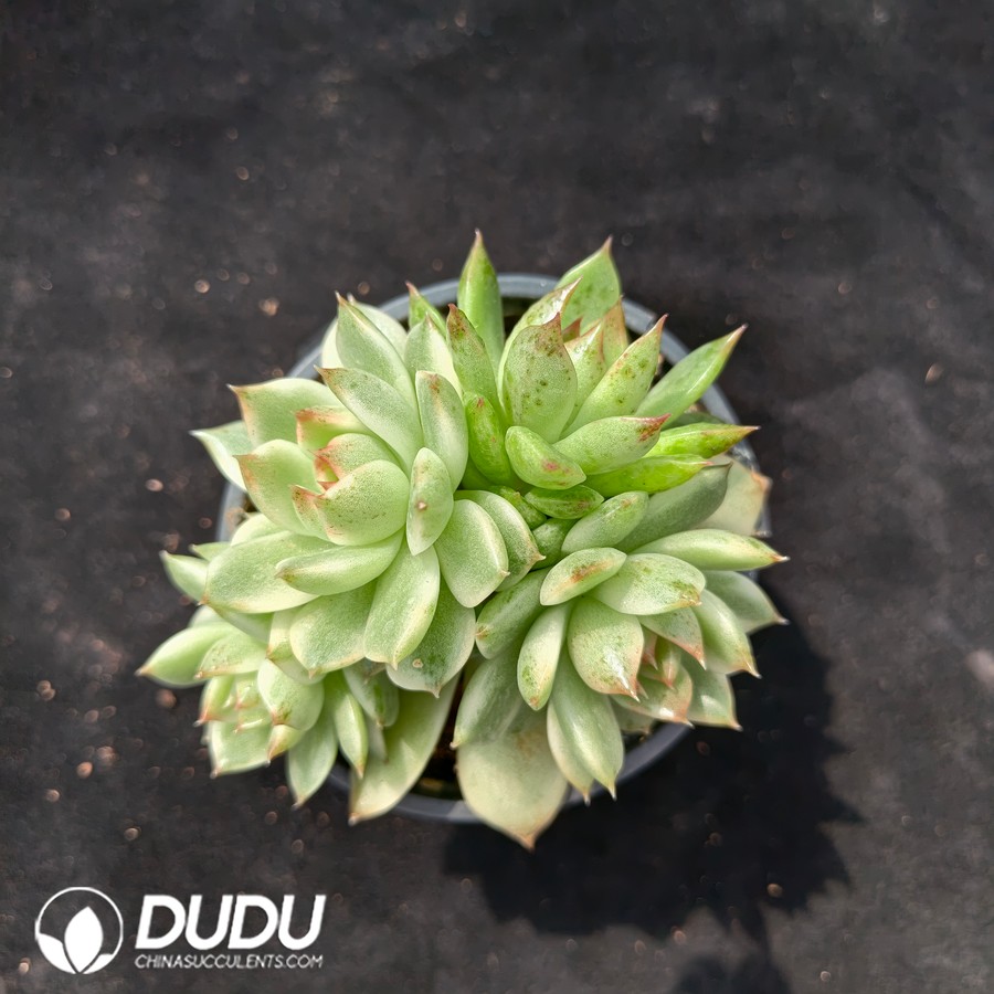 10640D90.jpg Echeveria Black Crystal Variegated Clustering - Image 1
