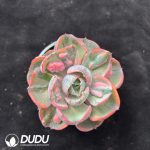 Echeveria Cabbage Variegated