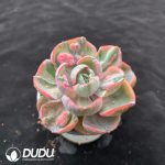 Echeveria Cabbage Variegated - Image 2
