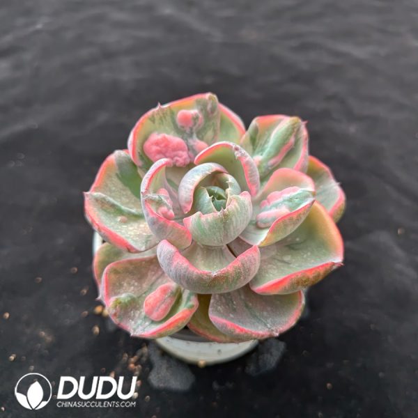 Echeveria Cabbage Variegated - Image 2