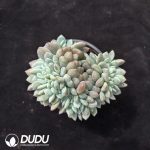 Echeveria Star Shadow Cristata