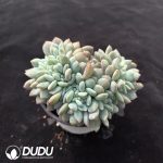 Echeveria Star Shadow Cristata - Image 2