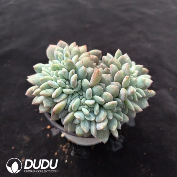 Echeveria Star Shadow Cristata - Image 2