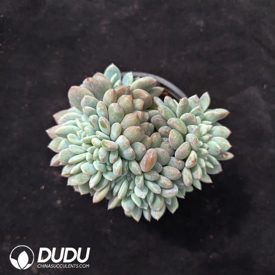 10642D90.jpg Echeveria Star Shadow Cristata - Image 1
