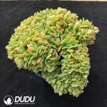 Echeveria Star Natha Variegated Cristata - Image 2