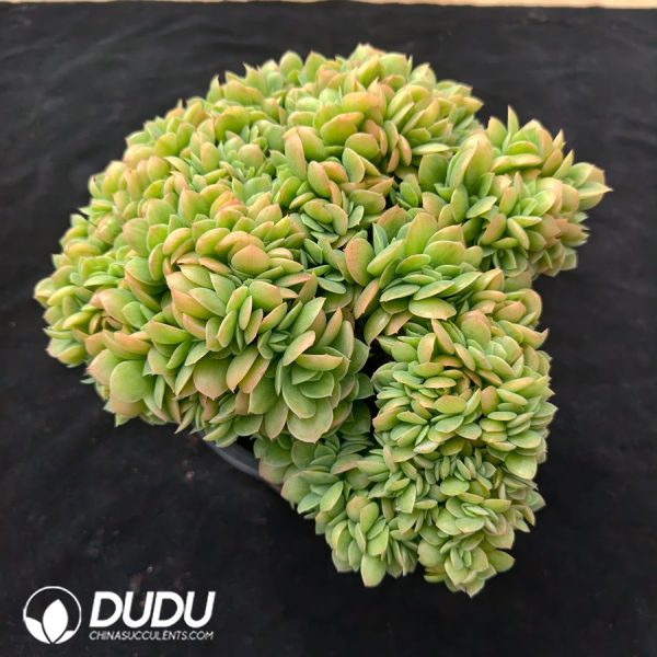 Echeveria Star Natha Variegated Cristata - Image 2