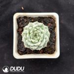 Echeveria Queen Variegated