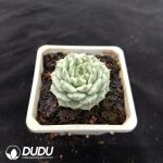 Echeveria Queen Variegated - Image 2
