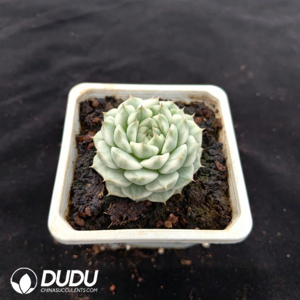 Echeveria Queen Variegated - Image 2