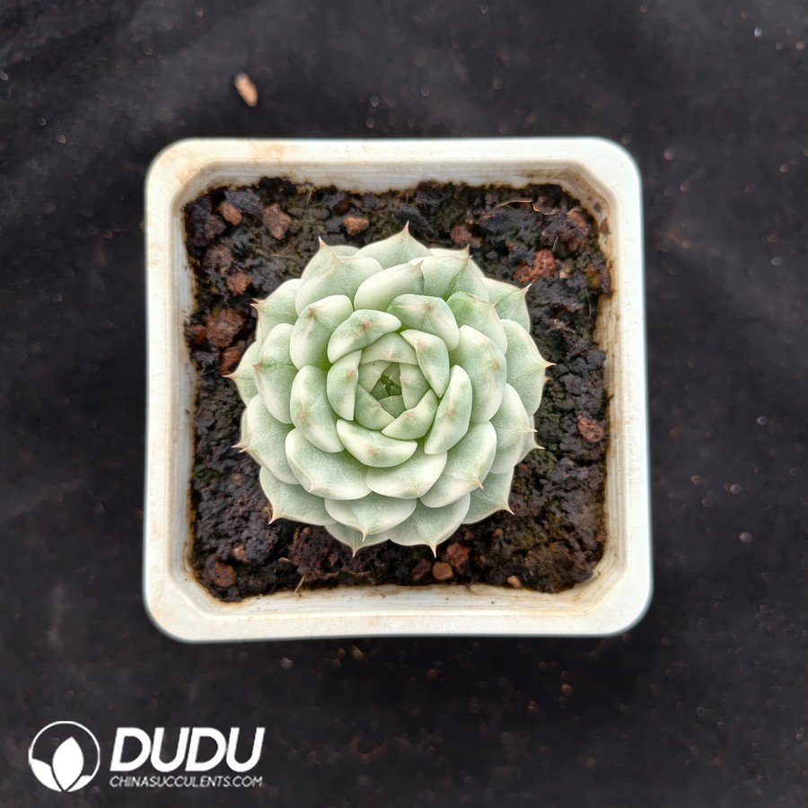 10644D90.jpg Echeveria Queen Variegated - Image 1