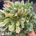 Aeonium Golden Radiance