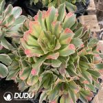 Aeonium Golden Radiance - Image 2
