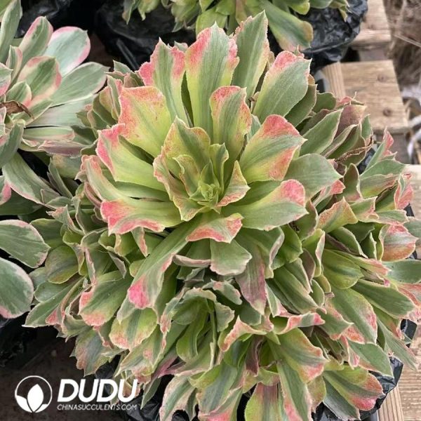 Aeonium Golden Radiance - Image 2