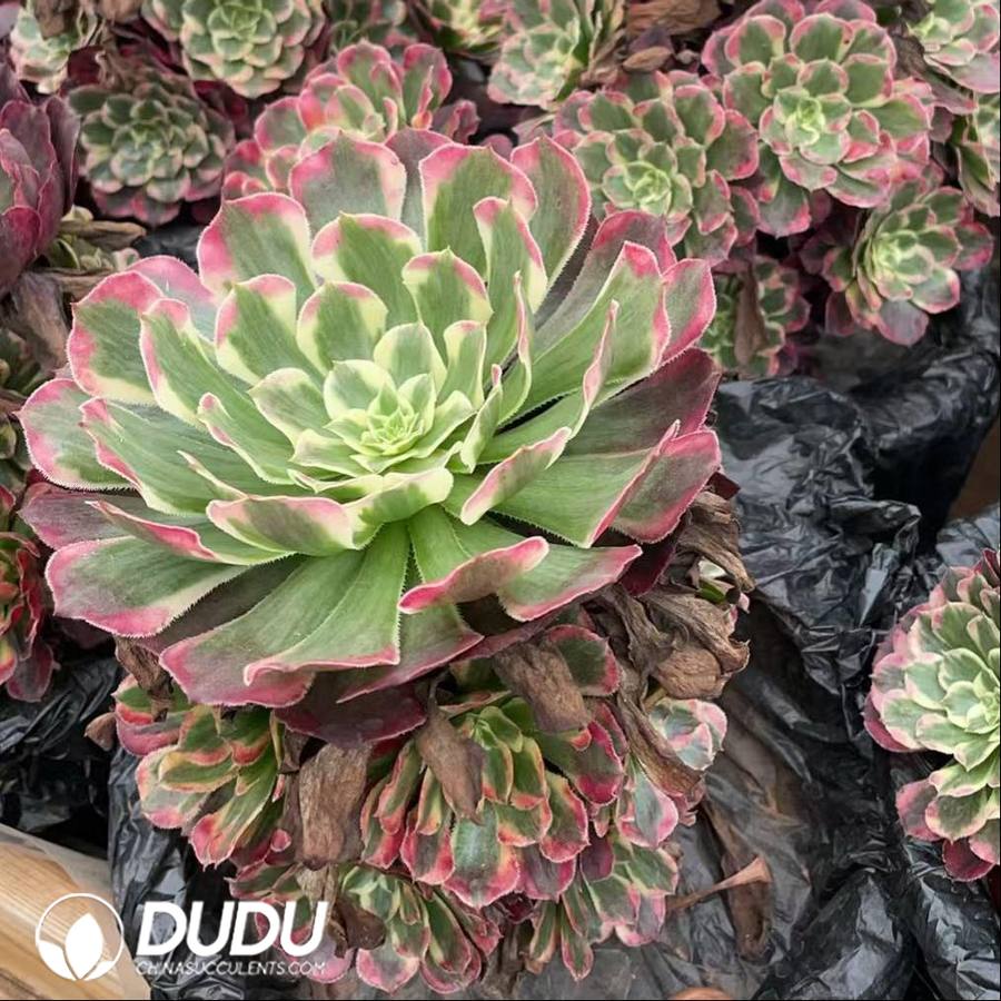 10647D180.jpg Aeonium JiYue Clustering - Image 1