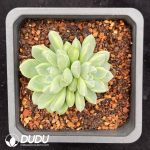 Echeveria Cream Princess Double Heads